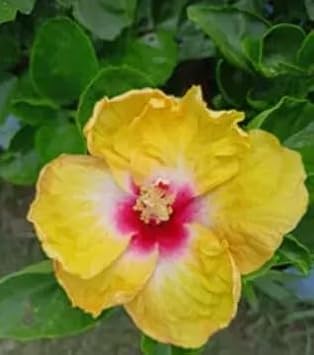 Flower Seeds, Seeds,Seeds For Planting,Plant Seeds