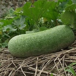 Vegetable Seeds,Garden seeds, Seeds For Planting,Plant Seeds