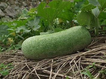 Vegetable Seeds,Garden seeds, Seeds For Planting,Plant Seeds