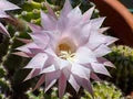 Kakteen Flower Seeds for Planting - Heirloom, Non-GMO, High Germination Organic Garden Seeds