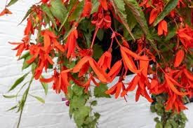 Flower Seeds, Seeds,Seeds For Planting,Plant Seeds