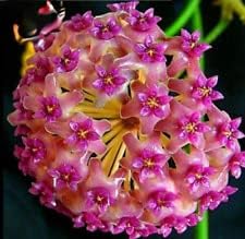 Flower Seeds, Seeds,Seeds For Planting,Plant Seeds