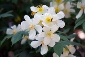 Flower Seeds, Seeds,Seeds For Planting,Plant Seeds