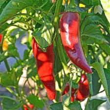 Vegetable Seeds,Garden seeds, Seeds For Planting,Plant Seeds