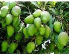 Fruit Seeds,Garden seeds, Seeds For Planting,Plant Seeds