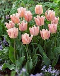 Flower Seeds, Seeds,Seeds For Planting,Plant Seeds