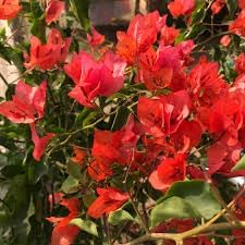 Flower Seeds, Seeds,Seeds For Planting,Plant Seeds