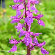 Flower Seeds, Seeds,Seeds For Planting,Plant Seeds