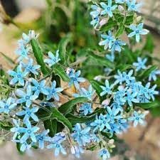 Flower Seeds, Seeds,Seeds For Planting,Plant Seeds