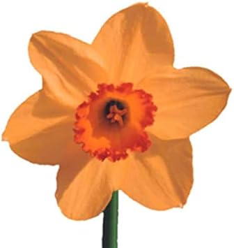 Flower Seeds, Seeds,Seeds For Planting,Plant Seeds