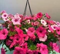 Flower Seeds, Seeds,Seeds For Planting,Plant Seeds