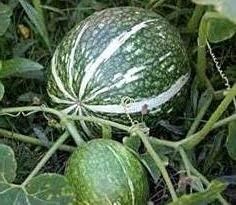 Vegetable Seeds,Garden seeds, Seeds For Planting,Plant Seeds
