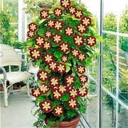 Flower Seeds, Seeds,Seeds For Planting,Plant Seeds