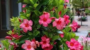 Flower Seeds, Seeds,Seeds For Planting,Plant Seeds