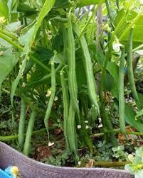 Vegetable Seeds,Garden seeds, Seeds For Planting,Plant Seeds