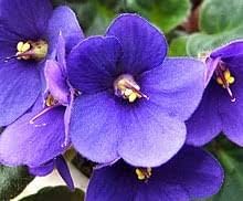 Flower Seeds, Seeds,Seeds For Planting,Plant Seeds