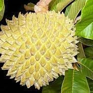 Fruit Seeds,Garden seeds, Seeds For Planting,Plant Seeds