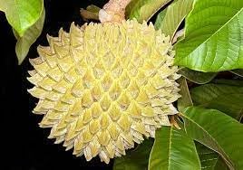 Fruit Seeds,Garden seeds, Seeds For Planting,Plant Seeds