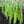 Vegetable Seeds,Garden seeds, Seeds For Planting,Plant Seeds