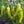 Vegetable Seeds,Garden seeds, Seeds For Planting,Plant Seeds