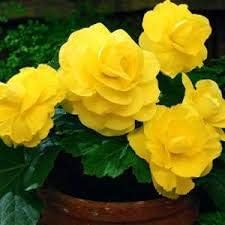 Flower Seeds, Seeds,Seeds For Planting,Plant Seeds