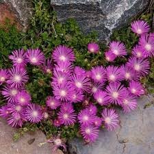 Flower Seeds, Seeds,Seeds For Planting,Plant Seeds