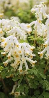 Corydalis Solida Seeds for Planting – Wildflower Mix, Heirloom, Non-GMO Organic Garden Seeds
