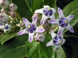 Flower Seeds, Seeds,Seeds For Planting,Plant Seeds