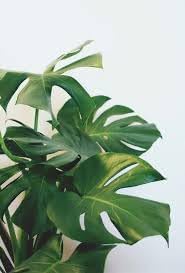 Vegetable Seeds,Garden seeds, Seeds For Planting,Plant Seeds