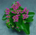 Purple Kalanchoe Flower Seeds for Planting – Long Bloom Season, Heirloom, Non-GMO, High Germination Organic Garden Seeds