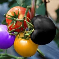 Vegetable Seeds,Garden seeds, Seeds For Planting,Plant Seeds