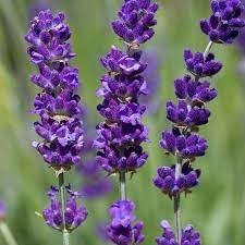 Angustifolia Flower Seeds for Planting – Heirloom, Non-GMO, High Germination Organic Garden Seeds