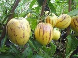 Fruit Seeds,Garden seeds, Seeds For Planting,Plant Seeds