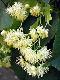 Flower Seeds, Seeds,Seeds For Planting,Plant Seeds
