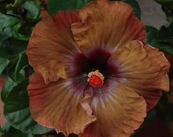 Brown Hibiscus Flower Seeds – Heirloom, Non-GMO, High Germination Organic Garden Seeds for Planting