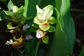 Flower Seeds, Seeds,Seeds For Planting,Plant Seeds