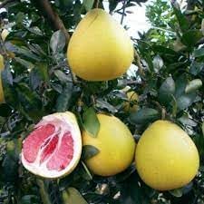 Fruit Seeds,Garden seeds, Seeds For Planting,Plant Seeds