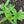 Vegetable Seeds,Garden seeds, Seeds For Planting,Plant Seeds
