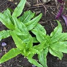 Vegetable Seeds,Garden seeds, Seeds For Planting,Plant Seeds