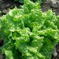 Vegetable Seeds,Garden seeds, Seeds For Planting,Plant Seeds