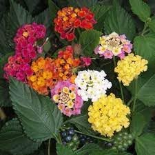 Mix Lantana Flower Seeds for Planting Heirloom Non-GMO High Germination Organic Garden Seeds