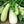 Vegetable Seeds,Garden seeds, Seeds For Planting,Plant Seeds
