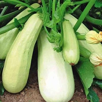 Vegetable Seeds,Garden seeds, Seeds For Planting,Plant Seeds