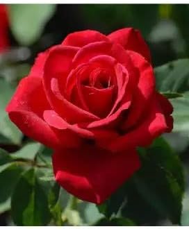 Flower Seeds, Seeds,Seeds For Planting,Plant Seeds