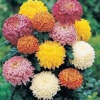 Mixed Chrysanthemum Flower Seeds for Planting – Fragrant, Heirloom, Non-GMO, High Germination Garden Seeds