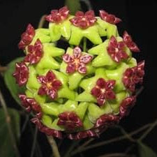 Flower Seeds, Seeds,Seeds For Planting,Plant Seeds