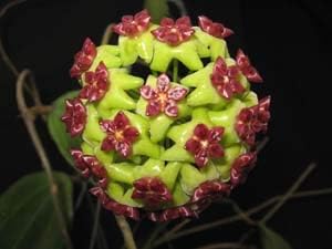 Flower Seeds, Seeds,Seeds For Planting,Plant Seeds