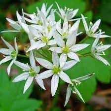 Flower Seeds, Seeds,Seeds For Planting,Plant Seeds