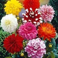 Mixed Dahlia Pompon Flower Seeds for Planting – Heirloom & Non-GMO Summer Blooming Garden Variety
