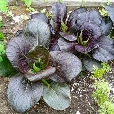 Vegetable Seeds,Garden seeds, Seeds For Planting,Plant Seeds